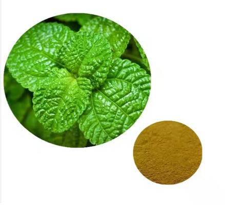 Ingrédient médicinal Extrait de menthe de plante de menthe poivrée Arôme naturel CAS NO 90063-97-1