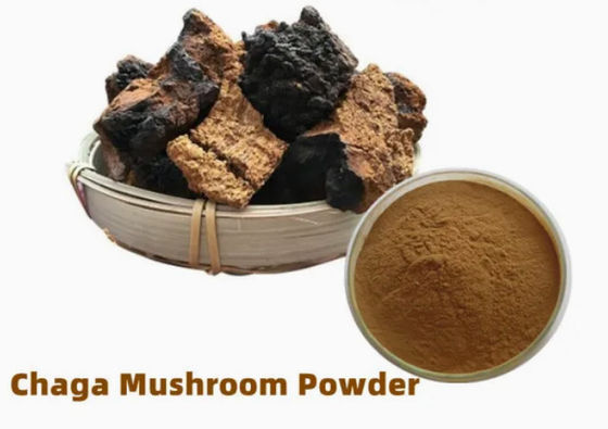 Polysaccharides naturels de 10% à 50% Extrait de chaga Extrait en poudre CAS 84650-60-9