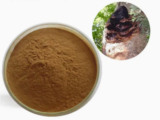 Polysaccharides naturels de 10% à 50% Extrait de chaga Extrait en poudre CAS 84650-60-9