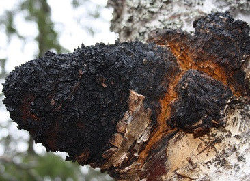Polysaccharides naturels de 10% à 50% Extrait de chaga Extrait en poudre CAS 84650-60-9
