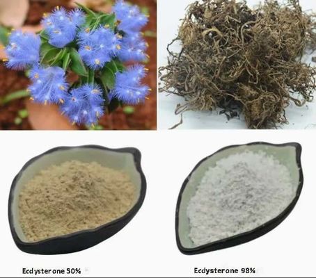 Soins de santé Croissance cellulaire Ecdystérone 95% / 50% Poudre hydroxy CAS NO 3604-87-3