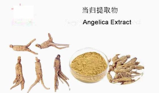 Extrait de médecine chinoise Matériau primaire Extrait d'angelica CAS NO 84775-41-7 Santé