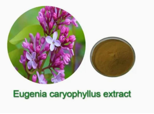 Extrait de Eugenia Caryophyllus CAS NO 84961-50-2 Produits de santé nutritionnels