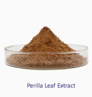 Extrait de feuille de perilla naturel organique CAS NO 90082-61-4 Poudre d'herbes annuelles