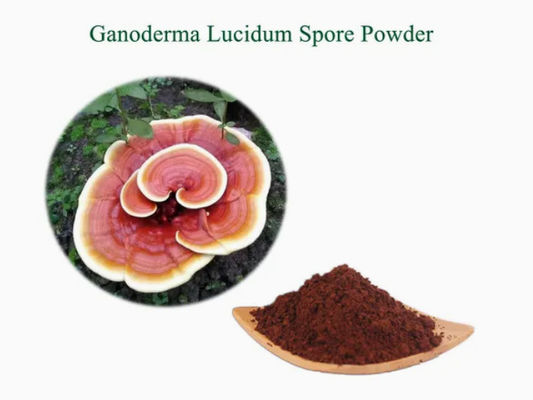 Médecine à base de plantes Poudre de spores de Ganoderma Lucidum CAS NO 223751-82-4 Naturel organique