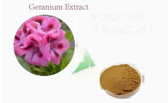 Extrait d'extrait de géranium de qualité alimentaire organique en poudre CAS NO 8000-46-2 Pelargonium Hortorum