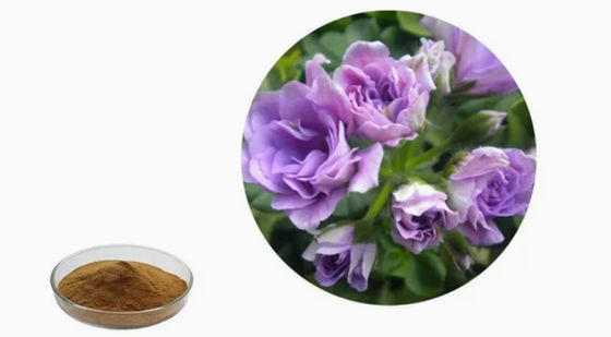Extrait d'extrait de géranium de qualité alimentaire organique en poudre CAS NO 8000-46-2 Pelargonium Hortorum