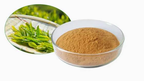 Extrait de thé vert de qualité alimentaire, no 989-51-5 Camellia sinensis o.ktze