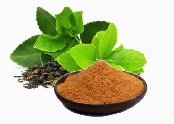 Extrait de thé vert de qualité alimentaire, no 989-51-5 Camellia sinensis o.ktze
