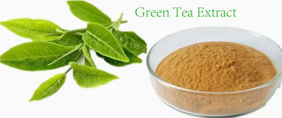 Extrait de thé vert de qualité alimentaire, no 989-51-5 Camellia sinensis o.ktze