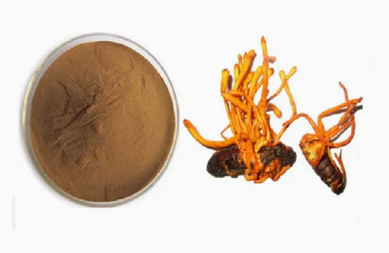 Cordyceps militaris en poudre enrichi en sélénium organique