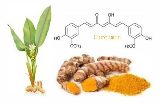 Poudre de curcumine naturelle certifiée biologique CAS NO 458-37-7 Extrait de racine végétale de curcuma