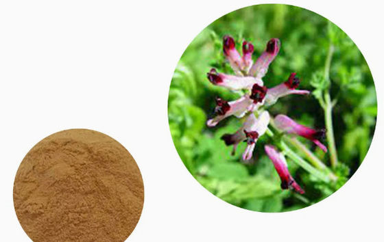 Extrait de fumaria 100% naturel CAS NO 10097-84-4 10% Tannins Extrait de fumaria officinalis