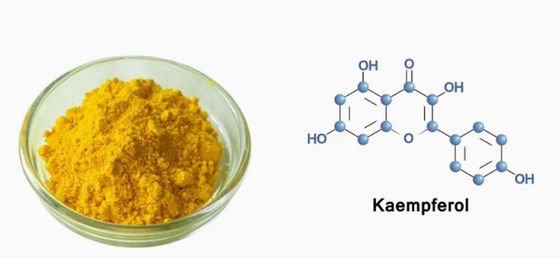 Complément de soins de santé Poudre de Kaempférol Extrait de Galanga N° CAS 520-18-3 Pure Natura