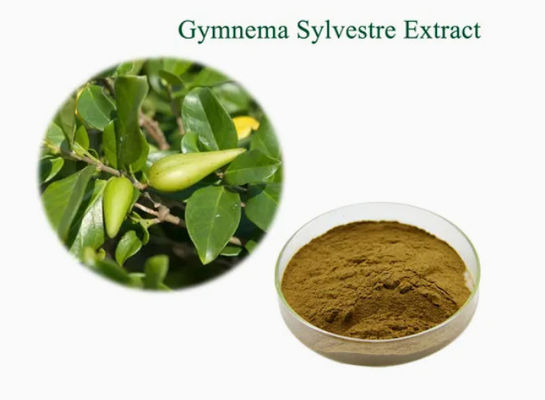 Extrait végétal Gymnema Sylvestre Extrait CAS NO 90045-47-9 Extrait de racine ou d'herbe en poudre