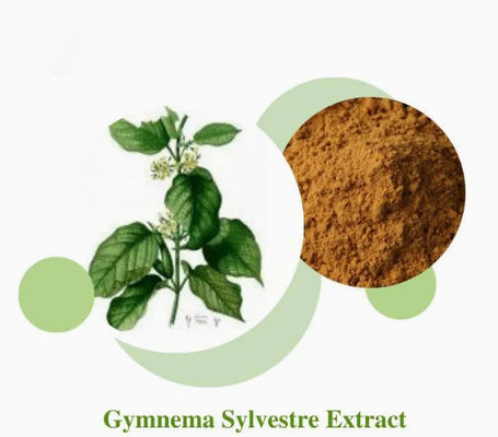 Extrait végétal Gymnema Sylvestre Extrait CAS NO 90045-47-9 Extrait de racine ou d'herbe en poudre