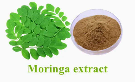 Extrait naturel de moringa de plante 10/1 CAS NO 93165-54-9 Moringa oleifera en poudre